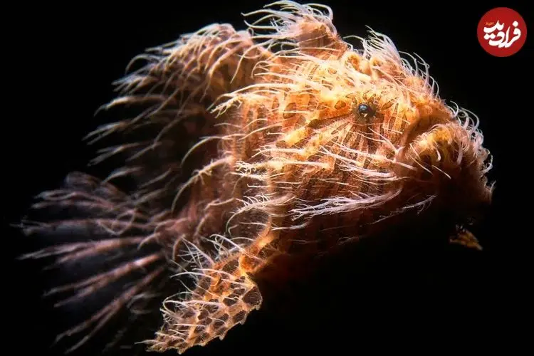 ببینید| یکی از زشت ترین ماهی های دنیا؛ قورباغه ماهی، شکارچی باهوش و حیله گر