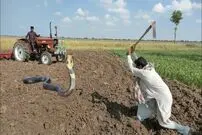 (ویدئو) لحظه هیپنوتیزم کردن شاه مار کبرا با موسیقی توسط مارگیر مشهور پاکستانی