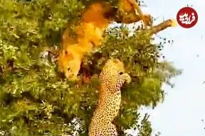 ببینید| سقوط وحشتناک شیر و پلنگ از درخت در حین جنگ بر سر غذا!