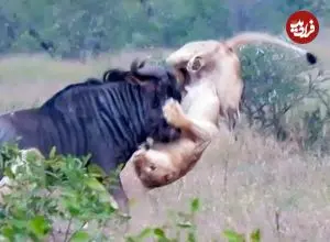 ببینید| مبارزه دلیرانه «کل یالدار» با دو شیر و لحظه شاخ زدن به یکی از آن ها!