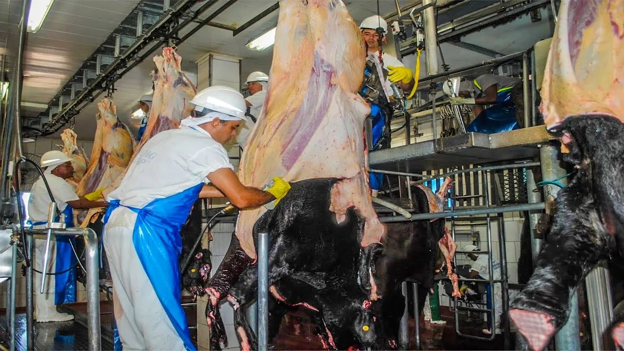 (ویدئو) مراحل برش و پردازش دیدنی گوشت گاو، گوسفند و بوقلمون در کارخانه های اروپایی