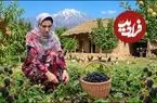 ببینید| غذای روستایی در ایران؛ پخت خورشت قیمه، برداشت تمشک و تهیه کیک و مربا با آن