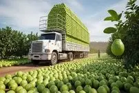 ببینید| چگونه کشاورزان تایوانی هزاران تن گواوا را برداشت می کنند؟