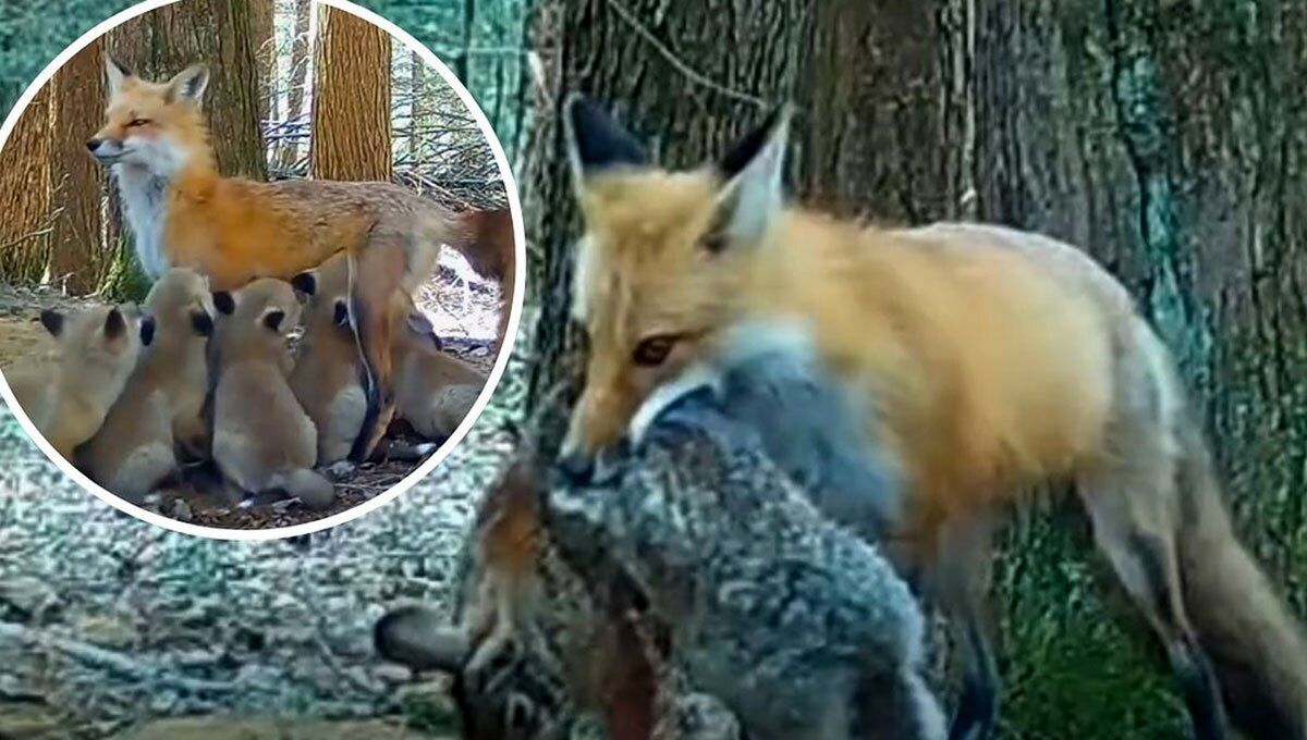 (ویدئو) عشق مادرانه: رسیدگی جالب روباه مادر برای بقای 7 توله!