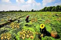 (ویدئو) روند هیجان‌انگیز برداشت پسته دریایی؛ هر کیلو از این پسته 600 هزار تومان قیمت دارد!