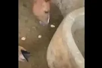 ( ویدیو) بلعیدن جوجه بی نوا توسط اسب 