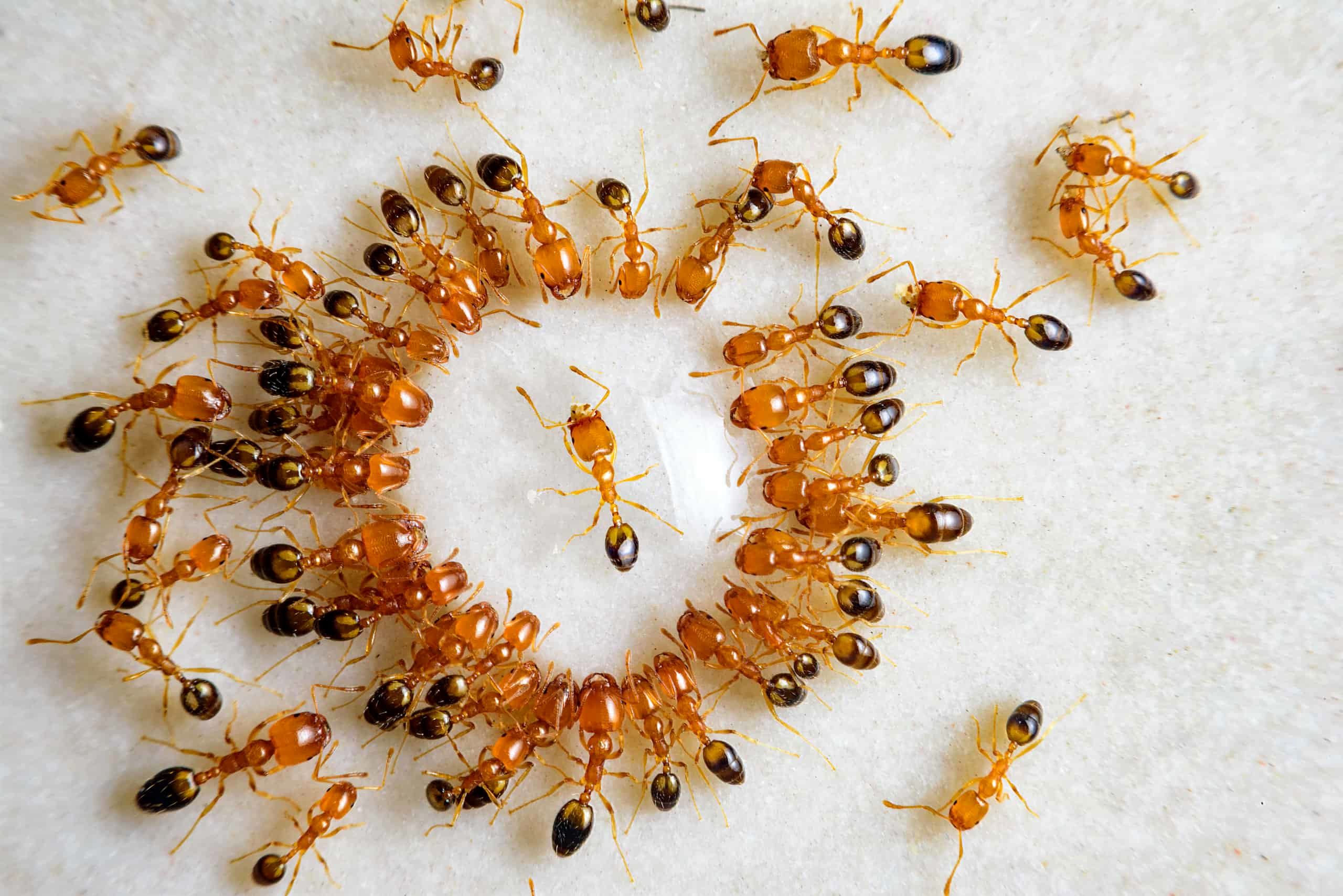 خودکشی مورچه‌ها در دایره بی‌پایان!