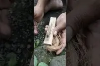 (ویدئو) یک روش ساده و باستانی برای روشن کردن آتش بدون کبریت