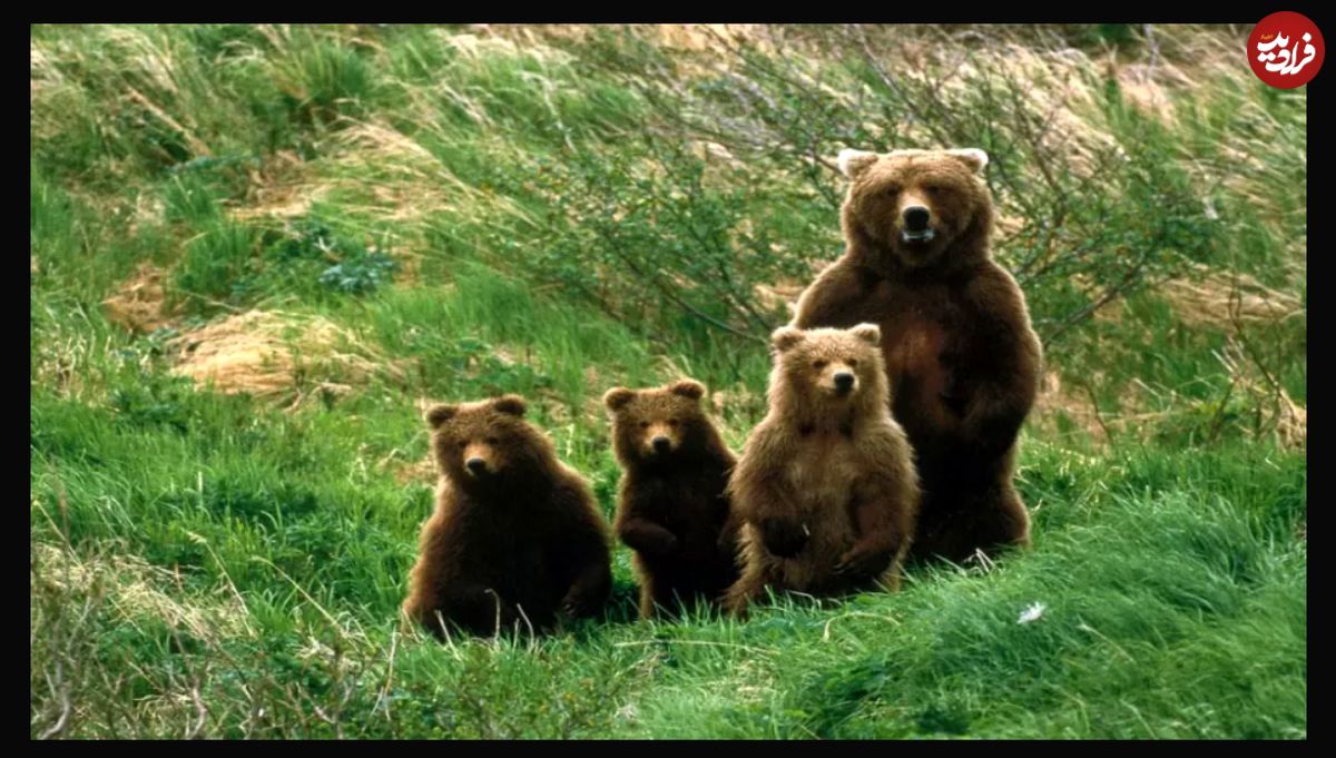 (ویدیو) گردش خانوادگی خرس قهوه‌ای در منطقه حفاظت شده