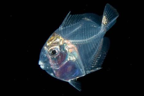 (تصاویر) جراح ماهی ؛ از جالب ترین شگفتی های خلقت با 30 سال عمر 