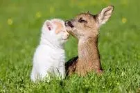 (ویدیو) کمین عجیب یک گربه برای شکار آهو!