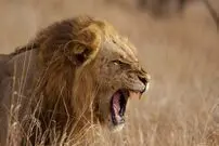 (ویدیو قدیمی 16+) سر مرد بی نوا در دهان شیر باغ وحش مشهد