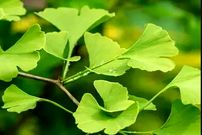 آیا گیاه جینکو بیلوبا به درمان سکته مغزی کمک می‌کند؟