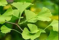 آیا گیاه جینکو بیلوبا به درمان سکته مغزی کمک می‌کند؟
