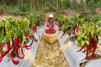 ببینید| غذای روستایی در چین؛ برداشت فلفل تند و پخت غذاهای سنتی با آن 