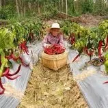 ببینید| غذای روستایی در چین؛ برداشت فلفل تند و پخت غذاهای سنتی با آن 