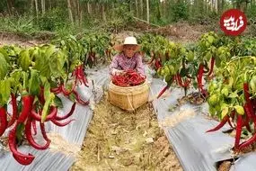 ببینید| غذای روستایی در چین؛ برداشت فلفل تند و پخت غذاهای سنتی با آن 