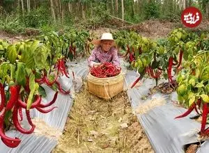 ببینید| غذای روستایی در چین؛ برداشت فلفل تند و پخت غذاهای سنتی با آن 