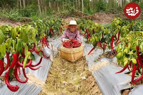 ببینید| غذای روستایی در چین؛ برداشت فلفل تند و پخت غذاهای سنتی با آن 