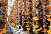 (ویدئو) مراحل تماشایی پرورش و برداشت صدها تن قارچ گانودرما در ژاپن