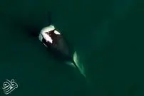 تصویر نادری از نهنگ قاتل با «کلاه ماهی»