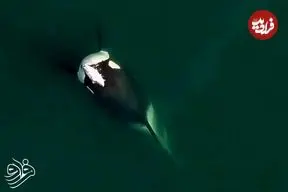 تصویر نادری از نهنگ قاتل با «کلاه ماهی»