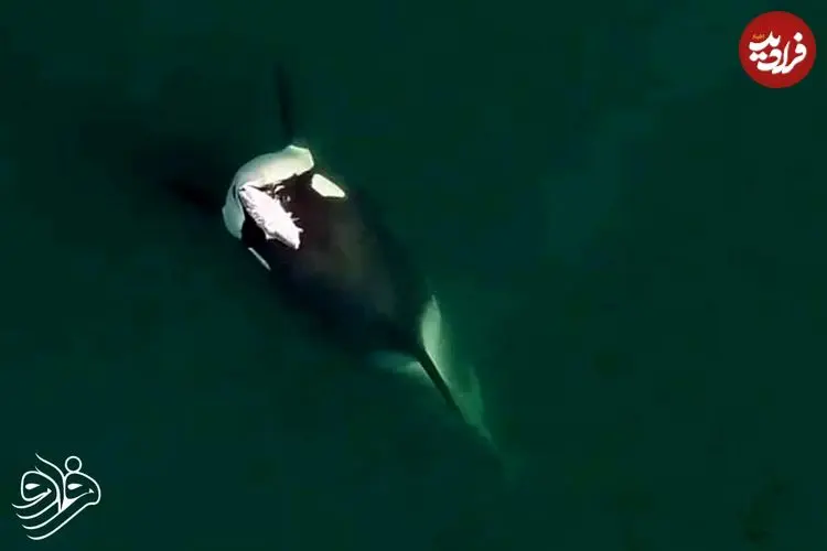 تصویر نادری از نهنگ قاتل با «کلاه ماهی»