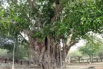 (عکس) درختی که با کشتن دیگری رشد می کند