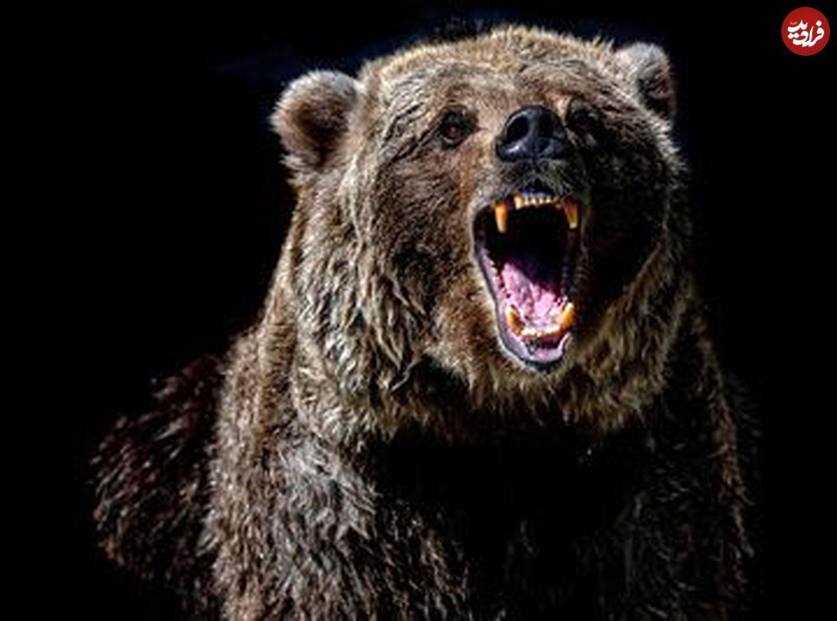 (عکس) وقتی خرس‌ها به انسان‌ حمله می‌کنند؛ نباید بین مادر و بچه خرس‌ها قرار بگیرید!