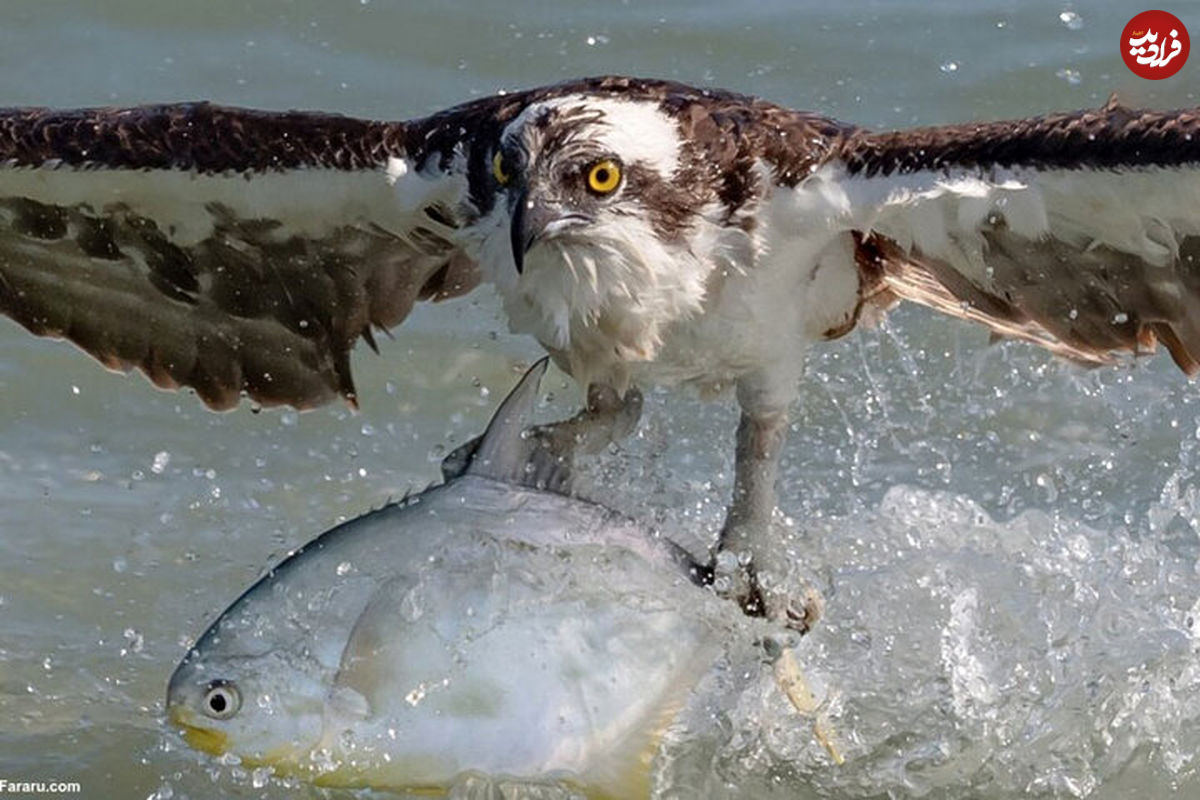 (ویدئو) شکار یک ماهی بزرگ توسط عقابی غول‌پیکر از دل اقیانوس