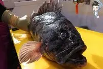 ببینید| غذای خیابانی در کره؛ برش سنگ ماهی و تهیه ساشیمی با آن در سئول