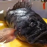 ببینید| غذای خیابانی در کره؛ برش سنگ ماهی و تهیه ساشیمی با آن در سئول