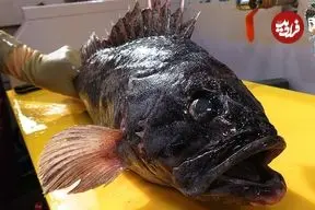 ببینید| غذای خیابانی در کره؛ برش سنگ ماهی و تهیه ساشیمی با آن در سئول