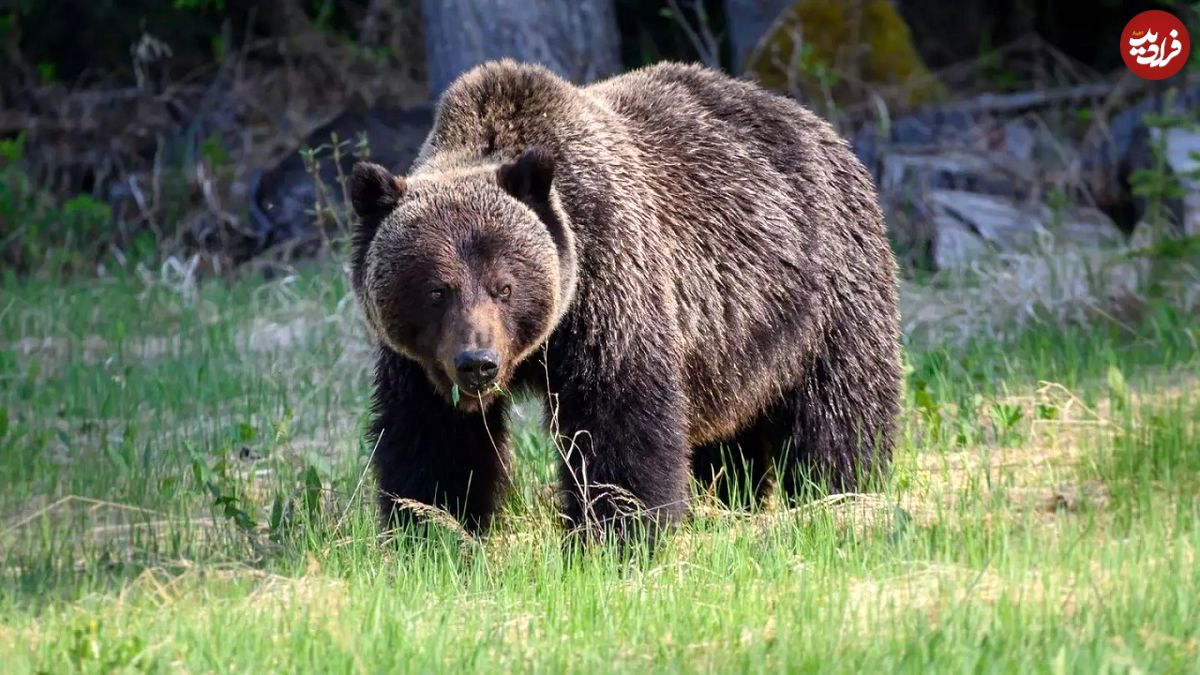 (ویدیو) حمله خرس‌ها به چادر کوهنوردان