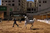 ببینید| شور اسب‌داری در میان فلسطینی‌ها