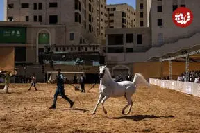 ببینید| شور اسب‌داری در میان فلسطینی‌ها