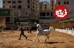 ببینید| شور اسب‌داری در میان فلسطینی‌ها