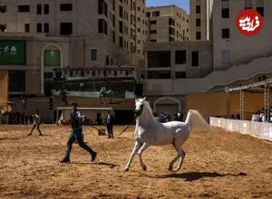 ببینید| شور اسب‌داری در میان فلسطینی‌ها
