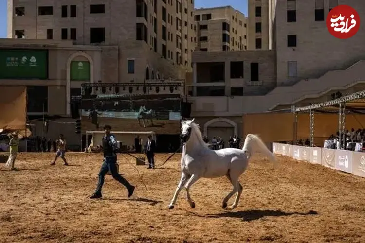 ببینید| شور اسب‌داری در میان فلسطینی‌ها