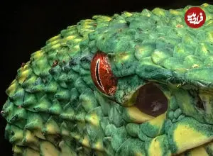 ثبت تصویر حرفه ای از مار افعی سبز در جنگل‌های مالزی