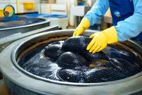 (ویدئو) چگونه ماهی خاویاری پرورش داده می‌شود و خاویار استحصال می‌شود؟