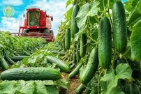 ببینید| چگونه هزاران تن خیار در آمریکای جنوبی به خیارشور تبدیل می شود؟
