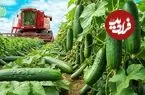 ببینید| چگونه هزاران تن خیار در آمریکای جنوبی به خیارشور تبدیل می شود؟