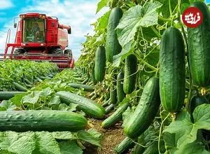 ببینید| چگونه هزاران تن خیار در آمریکای جنوبی به خیارشور تبدیل می شود؟