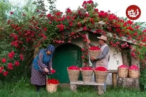 ببینید| غذای روستایی در آذربایجان؛ برداشت گل رز و تهیه شربت و شیرینی با آن 