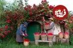 ببینید| غذای روستایی در آذربایجان؛ برداشت گل رز و تهیه شربت و شیرینی با آن 