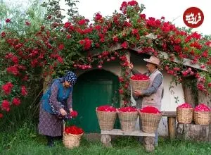 ببینید| غذای روستایی در آذربایجان؛ برداشت گل رز و تهیه شربت و شیرینی با آن 