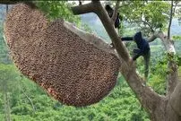 (ویدئو) فرآیند دلهره آور برداشت عسل وحشی از فراز درختان بلند جنگل