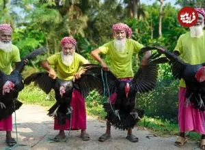 ببینید| غذای روستایی در هند؛ پخت خوراک بوقلمون و سیر توسط 4 پدربزرگ روستایی