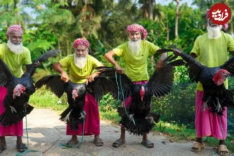 ببینید| غذای روستایی در هند؛ پخت خوراک بوقلمون و سیر توسط 4 پدربزرگ روستایی
